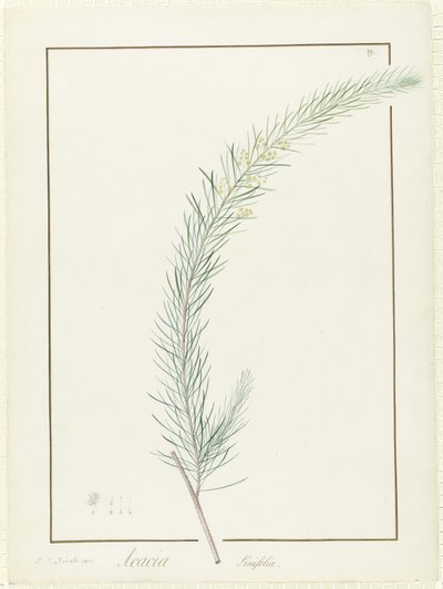 Acacia Linifolia, 1813 von Pierre Joseph Redouté